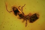 Fossil Ant, Mite & Wasp In Baltic Amber #84651-1